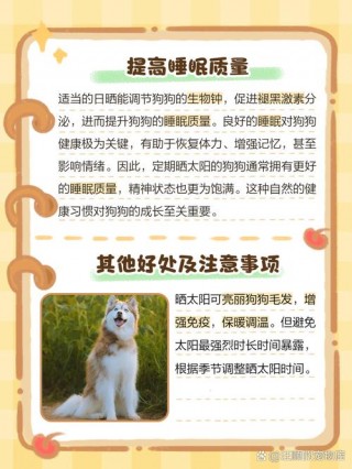 狗狗能晒太阳吗？狗狗能晒太阳吗?（最新）