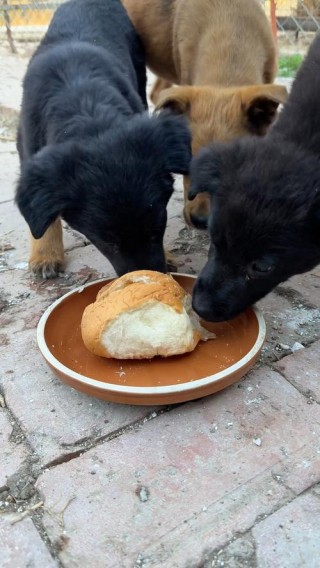 狗狗能吃面包片吗？狗狗可以吃吃面包吗（最新）