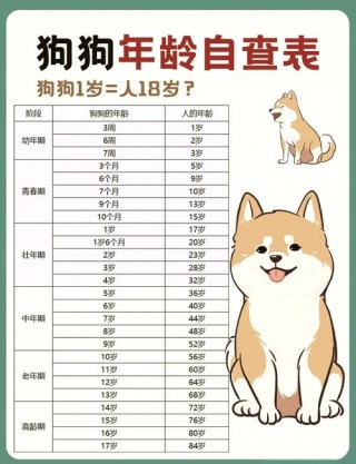 狗狗3岁等于人几岁，（狗狗三岁相当于人的多少岁?）