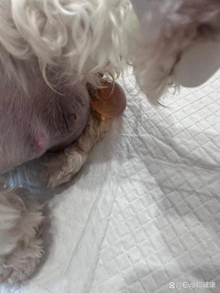 狗狗破羊水后多久能生，（狗狗羊水破后最长几小时生）