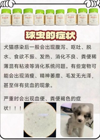 狗狗球虫病用什么药，狗狗球虫病治愈率高吗？