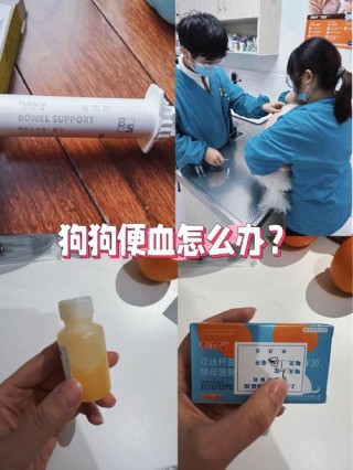 狗狗拉稀带血吃什么药，（狗狗拉稀带血吃什么药管用怎么治疗）