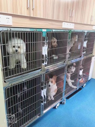 宠物店可以寄养狗狗吗？宠物店能寄养狗狗吗（最新）