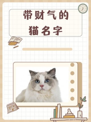 小猫咪取名字大全，小猫名字取什么好？