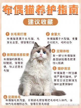 猫咪尴尬期是几个月，（猫咪尴尬期从什么时候开始）