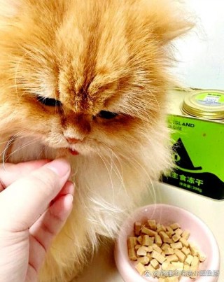 猫咪能吃松子吗，（猫能吃松子仁吗）