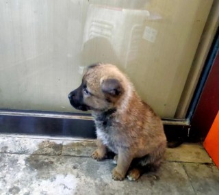 狗狗恶心干呕怎么办？狗狗恶心干呕吐不出来（最新）