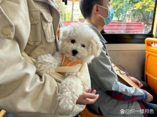 狗狗可以坐公交吗，（狗能坐公交车么）