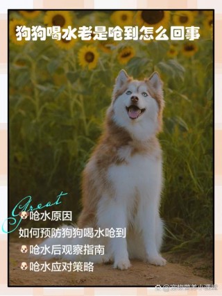 狗狗喝水呛到了怎么办，狗喝水就呛到？