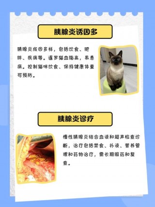 猫咪胰腺炎能治好吗？猫咪胰腺炎能彻底治愈吗（最新）