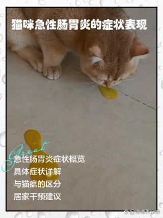 猫咪腹痛的表现，猫咪肚疼？