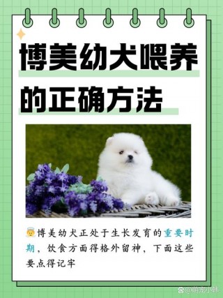 刚断奶的狗狗怎么喂养？刚刚断奶的小狗适合吃什么东西（最新）