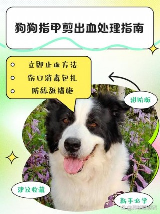 剪到狗狗血线怎么办，不小心剪到狗狗血线怎么办？