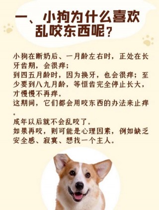 为什么狗狗喜欢咬东西，为什么狗狗总是喜欢咬东西？