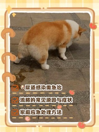 狗狗尿道流脓吃什么药，（狗狗尿道流脓吃什么药效果好）