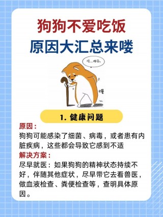 狗狗不爱吃饭怎么回事？狗狗不喜欢吃饭怎么回事（最新）