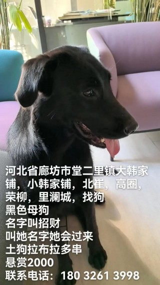 黑色的狗狗取什么名字？黑色的狗狗起什么名字?（最新）