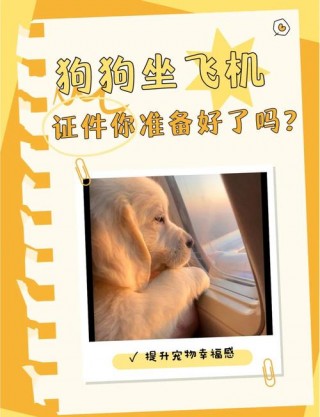 飞机上可以带狗狗吗，（飞机能带狗狗吗?）