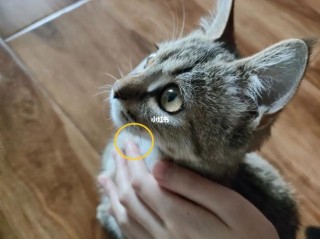 猫咪的胡子断了，猫咪的胡子断了好几根？