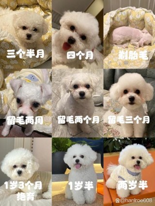 狗狗几个月可以剪毛，狗狗几个月可以剪造型？