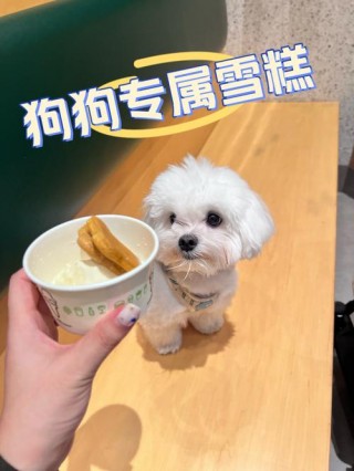 狗狗可以吃小布丁吗，（狗狗能吃小布丁吗）