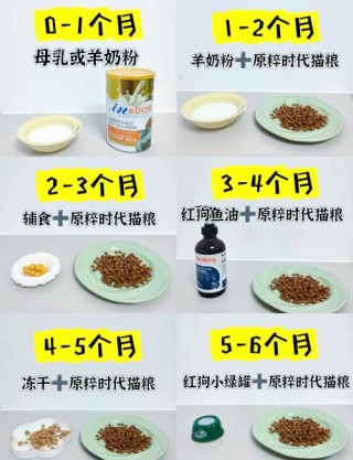 2个月猫咪吃什么，2个月猫咪吃什么猫粮好？