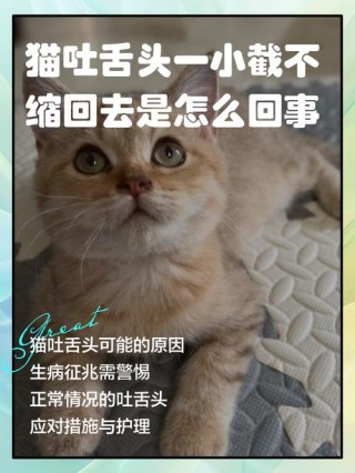 猫咪为什么会吐舌头？为什么猫咪总是吐舌头（最新）