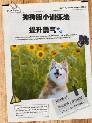 狗狗胆子太小怎么办，狗狗胆子非常小怎么办？