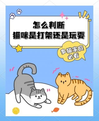 猫咪打架的声音，（猫咪打架声音好吓人）