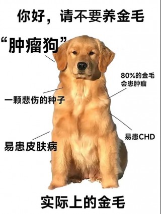 狗狗能吃枸杞吗？狗狗能吃枸杞吗熟的还是生的（最新）