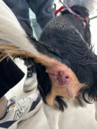 狗狗肛瘘的症状是什么，狗狗肛瘘怎么办？