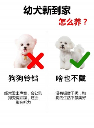 狗狗带铃铛影响听力吗，狗狗带铃铛对听力有没有影响？