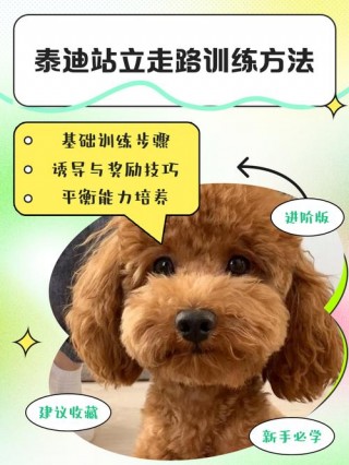 如何训练狗狗站立，如何训练狗狗站立起来？