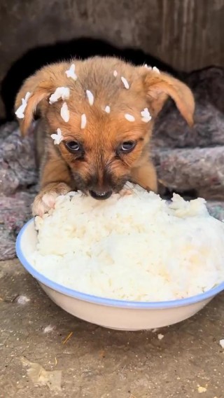 狗狗吃米饭的坏处，狗吃米饭对身体好吗？