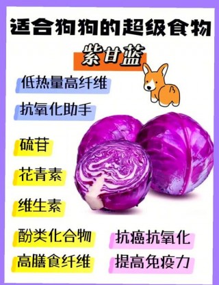 狗狗能吃紫甘蓝吗，（狗狗能吃紫甘蓝吗为什么）