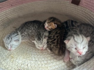 猫咪多少天睁眼？小猫几天算是成活了（最新）