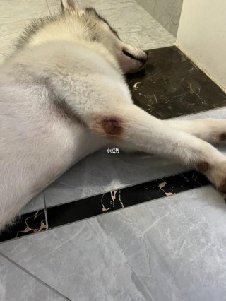 狗狗关节积液会自愈吗，（狗狗关节积液可以自己扎破吗）