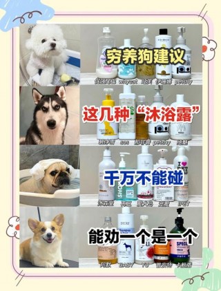 超简单自制狗狗沐浴露？自制狗狗洗澡液（最新）