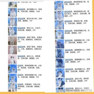 托运猫咪多少钱？托运宠物猫要多少钱（最新）