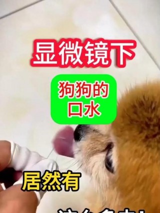 狗狗的口水有细菌吗，（狗狗的口水有腐蚀性吗）