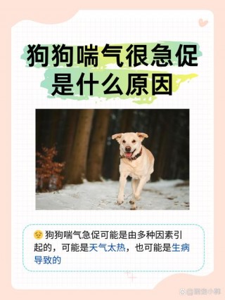 狗狗喘是怎么回事，（狗喘气什么原因）