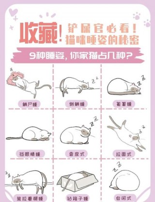 猫咪露肚皮睡觉？猫咪睡觉时露出肚皮（最新）