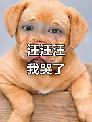 如何分别狗狗是否哭了，（怎么判断狗狗发怒的声音）