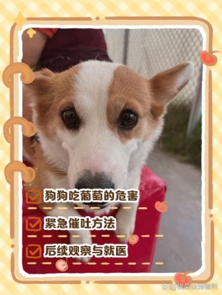 狗狗不小心吃了葡萄怎么办？狗子不小心吃了葡萄咋办（最新）