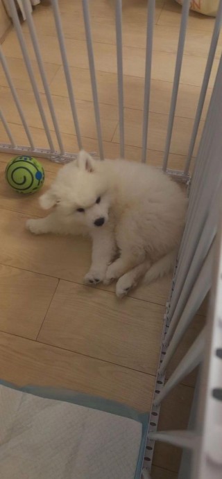 狗狗吃了香蕉皮怎么办？狗狗吃了香蕉皮怎么办小妙招（最新）