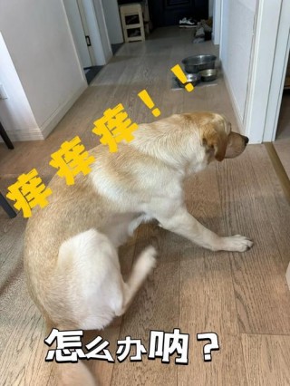 狗狗被吓到了怎么办啊，（狗狗被吓到了怎么办啊吃什么药）