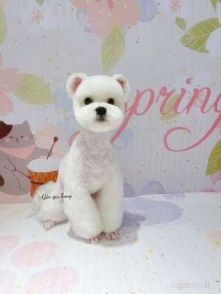 怎么给狗狗拔耳毛？怎么给狗狗拔耳毛图解（最新）