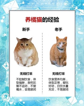 猫咪认生怎么办，小猫咪认生怎么办？