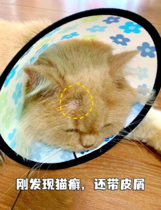 猫咪得猫藓怎么办？猫咪得猫藓怎么办可以洗澡吗（最新）