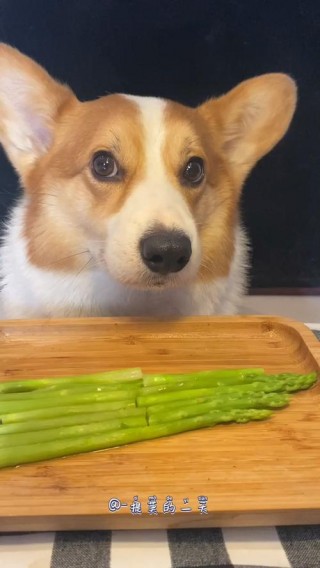 狗狗可以吃芦笋吗，（狗狗可以吃笋吗?）